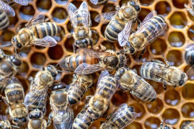 Queen bee. Inside the hive, worker bees surround the queen on the surface of the honeycomb with honey. Natural background, soft focus.