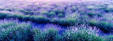 Lavender flowers, abstract natural background. selective focus.
