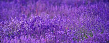 Lavender flowers, abstract natural background. selective focus.