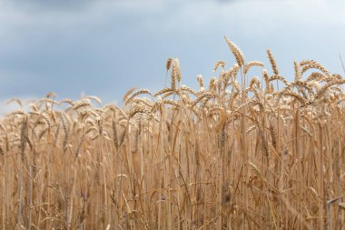 Golden ears of wheat on the field. Grain agricultural crops. Beautiful rural landscape. Sunset over a wheat field. The concept of a bountiful harvest. Background with ripening grain crops on the field. Healthy big spikes.