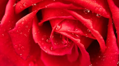 Rose bud closeup selective focus abstract natural background. Great natural texture