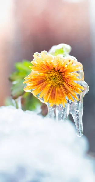 Yellow chrysanthemum flower covered with frost and ice. The first autumn frosts
