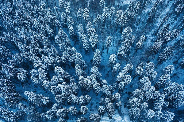 Snowy mountain road and forest, drone view. Snowy mountain road and forest, drone view. Wonderful winter landscape.