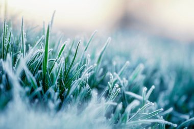 Young shoots of wheat affected by frost. The influence of weather conditions on productivity. The green grass is covered with ice crystals. A wonderful morning spring or autumn landscape.