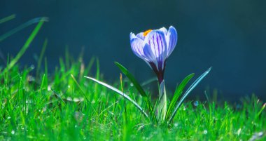 Bright purple flowers of crocuses, on a background of green grass. Abstract natural background.