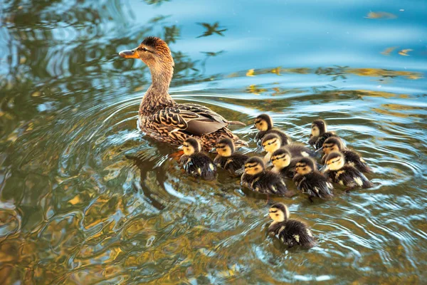 Lovely little ducklings in the water with a duck. View from above.