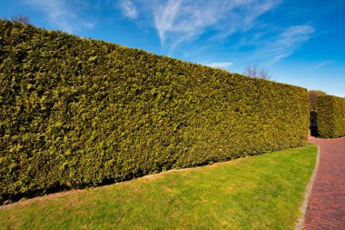Thuja hedge. The use of evergreen plants in landscape design. A wonderful warm autumn day.