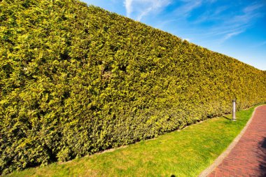 Thuja hedge. The use of evergreen plants in landscape design. A wonderful warm autumn day.
