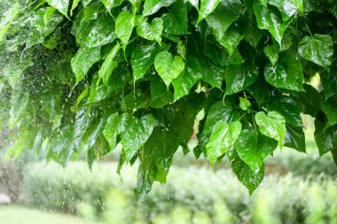 A wonderful summer landscape. Raindrops fall on green leaves of trees.
