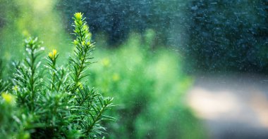 Young green berries of berry yew. Natural background. Dew drops fall on leaves. Fresh summer morning in the park. Selective focus.