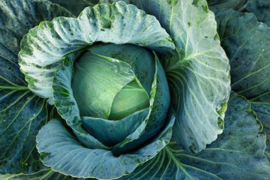 Cabbage, fruit on the bed. View from above. Abstract natural texture. Fresh vegetarian food.
