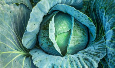 Cabbage, fruit on the bed. View from above. Abstract natural texture. Fresh vegetarian food.