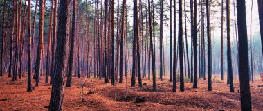 The magic of autumn captured in this coniferous forest. The morning mist and sunshine illuminating the beauty of nature.