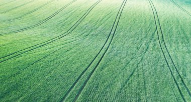 Parlak yeşil buğday tepeleri göz alabildiğince uzanıyor bu çarpıcı dron fotoğrafında. Dalgalanan arazi hem huzur verici hem de ilham verici bir şablon oluşturuyor..
