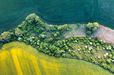 Yeşil buğday tarlası ve sarı çiçekli kanola. Harika bir yaz köyü manzarası. Çeşitli ekinler yetiştirmek için tarım alanları.