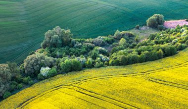 Bahar tarlaları. Sarı renkli kolza tohumu tarlası, ve yeşil buğday tarlası, teknolojik izlerle. Harika bir kırsal alan..