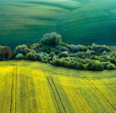 Yeşil bir tahıl tarlası, ve sarı çiçekli bir tecavüz tarlası, vadileri ve yemyeşil bir yaz çayırı. Tarım arazisi, tarım ürünleri yetiştirme zamanı. Drone görünümü.