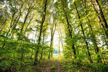 Dünya harikasına adım atın ve bu ormanın yemyeşil sularını keşfedin. Bu çarpıcı fotoğraf ormanın özünü içeriden yakalar. Nefesinizi kesecek görkemli bir manzara sunar.
