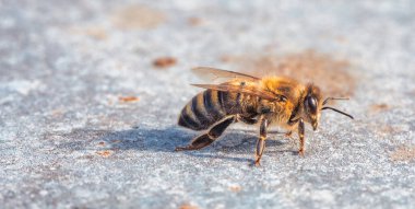 Gri bir taşın engebeli yüzeyinde vızıldayan meşgul arı.
