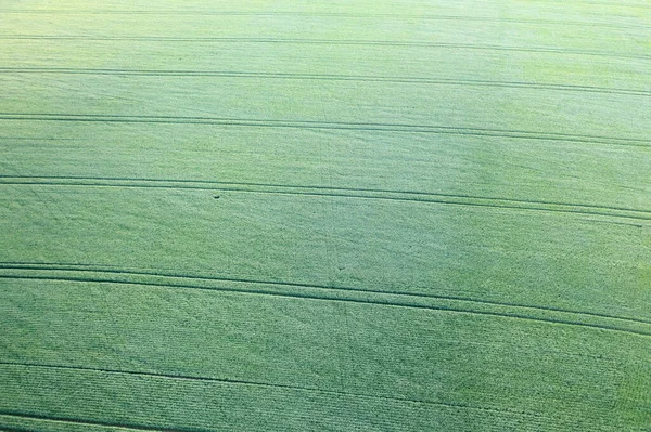 Drone Shot Captures Endless Green Fields Wheat Sprawling Horizon Gentle — Stock Photo, Image