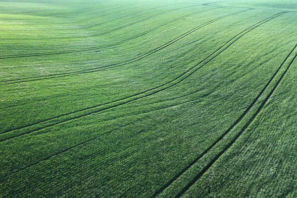 Hava Manzarası Uçsuz Bucaksız Bir Buğday Tarlasının Dingin Güzelliğini Gösteriyor — Stok fotoğraf