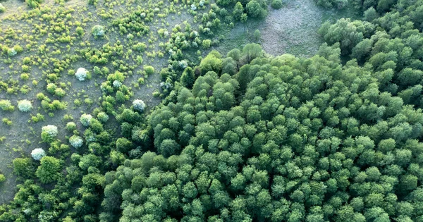 Wspaniały Letni Abstrakcyjny Krajobraz Widok Drona Zielonego Liściastego Lasu Streszczenie — Zdjęcie stockowe