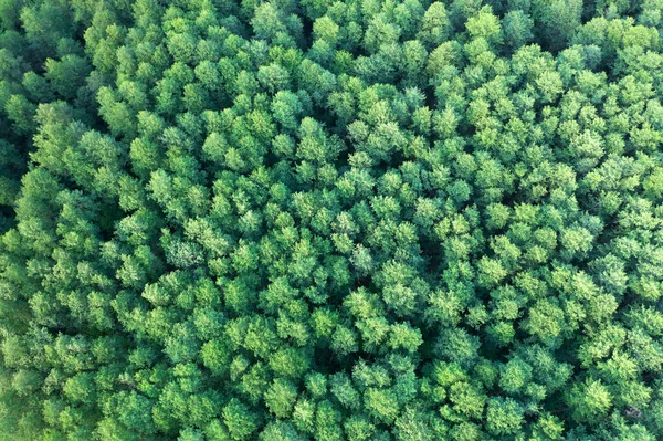 Ένα Υπέροχο Πράσινο Καλοκαίρι Φυλλοβόλο Δάσος Θέα Από Τηλεκατευθυνόμενο Φωτεινό — Φωτογραφία Αρχείου