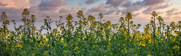 Canola Verse Gele Sappige Bloemen Groene Stengels Agrarische Veld Met — Stockfoto