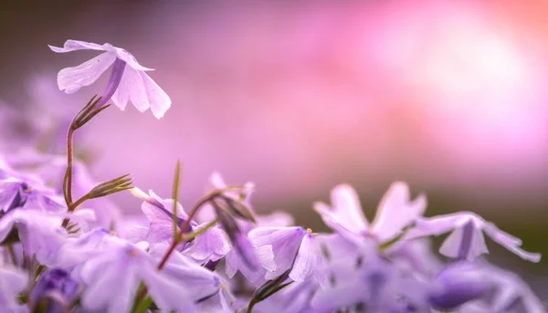 Wibrujące Fioletowe Kwiaty Floksu Abstrakcyjne Tło Dodaje Odrobinę Wyjątkowości Obrazowi — Zdjęcie stockowe