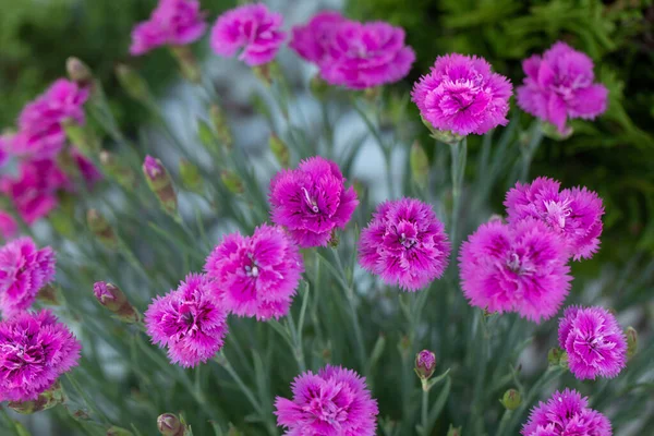 Experience the splendor of nature with this vibrant photograph of a blooming carnation in a garden. The intricate details and bold colors of the flower are sure to brighten up any space