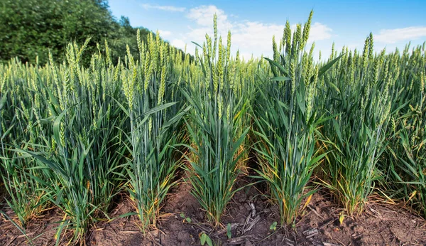Загубитися Захоплюючій Красі Цього Приголомшливого Дробу Вирощування Пшеничних Полів Справжній — стокове фото