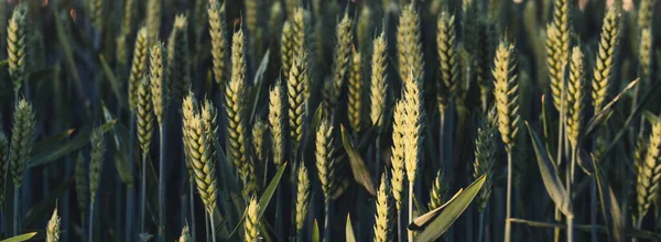 Найти Вдохновение Появляющейся Красоте Этой Картины Совершенной Сцене Зеленой Пшеницы — стоковое фото