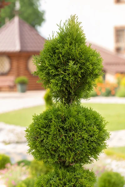 この魅惑的な緑の渦巻きであなたの庭を変形させます 印象に残る芸術作品のひとつ — ストック写真