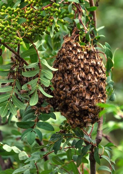Witness the incredible beauty of nature with our stunning photo of a bee swarm in mid-flight. These amazing creatures play a vital role in our ecosystem and are a true wonder to behold