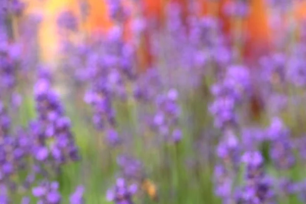 Get Lost Beauty Lavender Blooms Selective Focus Image Blurred Background — Stock Photo, Image