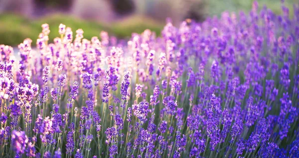 Capture Essence Summer Stunning Photograph Lavender Bushes Full Bloom Vivid — Stock Photo, Image