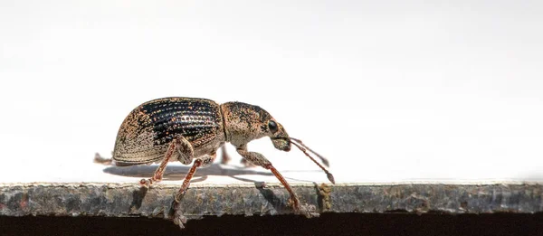 Acércate Escarabajo Anthonomus Pomorum Este Detallado Macroplano Sobre Fondo Blanco — Foto de Stock