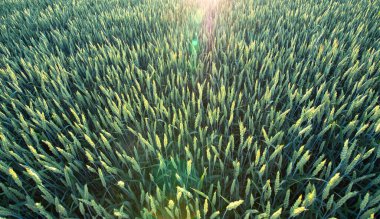 Baharda taze, yeşil buğday filizlerinin bu çarpıcı fotoğrafıyla yeni hayatın mucizesine tanık olun. Yeni başlangıçların ve büyümenin mükemmel sembolü.