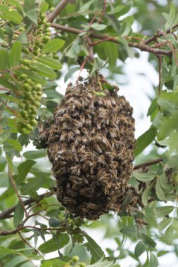 Göz kamaştırıcı fotoğrafımız sergilenen bir arı sürüsüyle yakından ilgileniyoruz. Bal arılarının önemini ve polen taşıyıcı olarak yaptıkları inanılmaz işi öğrenin.