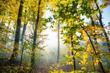 Sonbahar kozalaklı ormanında huzurlu bir sabah. Sabah sisinin içinde parlayan güneş ışınları.