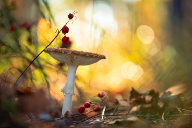 Doğal ortamda parlayan canlı kırmızı bir mantarın yumuşak odak görüntüsü.