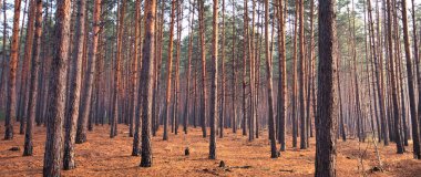 The magic of autumn captured in this coniferous forest. The morning mist and sunshine illuminating the beauty of nature.