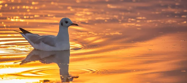 Experience Beauty Nature Stunning Photograph Capturing Seagull Gracefully Gliding Water — Stock Photo, Image