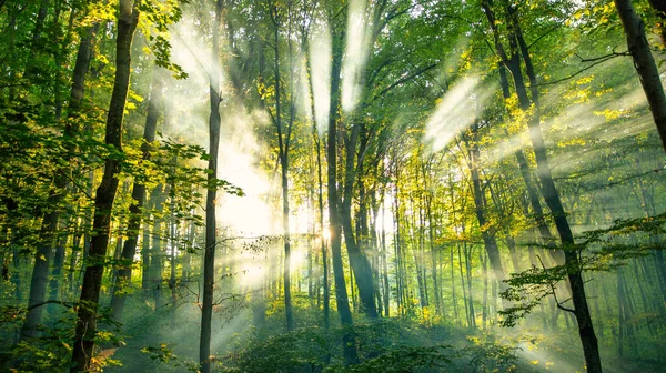 Tranquillité Une Matinée Automne Dans Forêt Conifères Lumière Précoce Brume — Photo