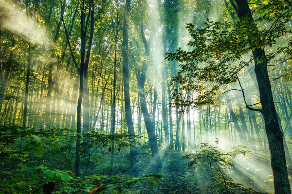 Магия Осени Захваченная Этом Хвойном Лесу Утренний Туман Солнце Освещающие — стоковое фото
