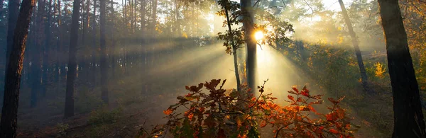 Очаровательное Осеннее Утро Хвойном Лесу Туман Солнце Создают Потуманную Атмосферу — стоковое фото