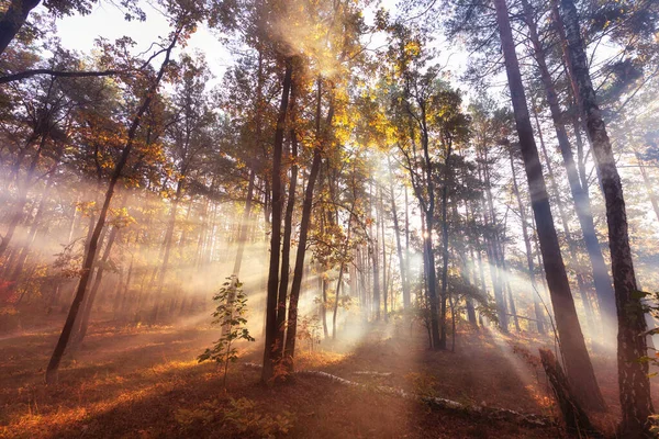 Stunning Display Nature Autumnal Colors Coniferous Forest Morning Mist Sunlight — Fotografia de Stock