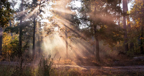 Утреннее Солнце Прорывается Сквозь Туман Освещает Спокойную Красивую Осеннюю Дорогу — стоковое фото