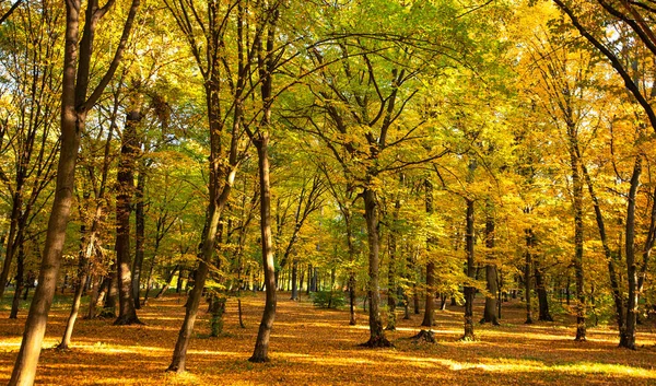 Experience the magic of fall with this picturesque view of a yellow-hued forest and the earth blanketed in a layer of fallen leaves