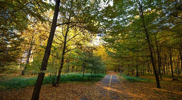 An awe-inspiring photo of an autumn forest in full bloom, with a stunning display of vibrant yellow foliage on the trees and ground